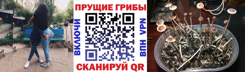 Галлюциногенные грибы мицелий  Донской 